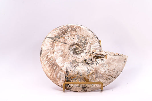 Ammonite Specimen