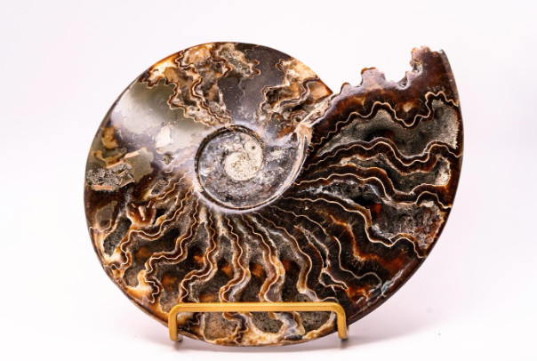 Ammonite