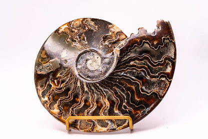 Large Ammonite with Feet