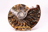 Large Ammonite with Feet