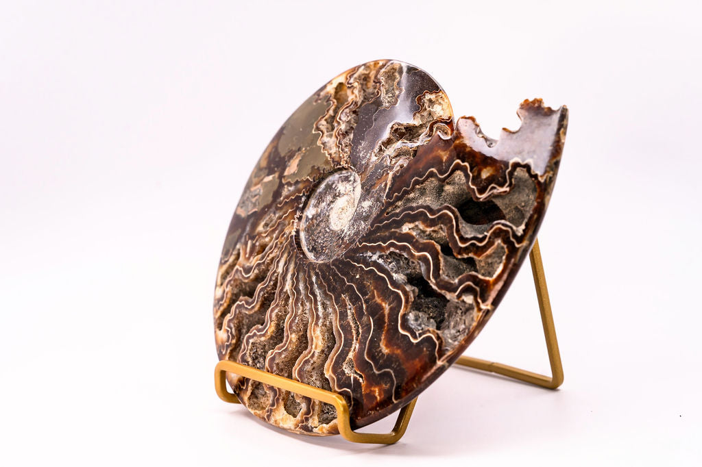 Large Ammonite with Feet