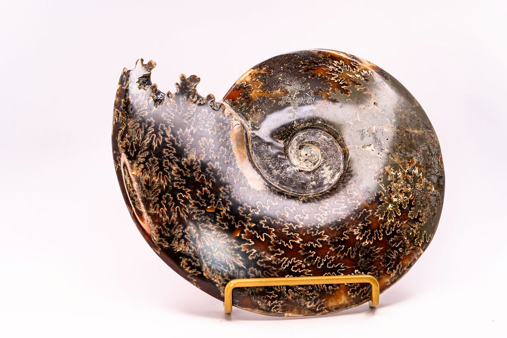 Large Ammonite with Feet