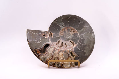 Ammonite Specimen